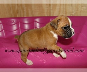 Boxer Puppy for sale in CABOOL, MO, USA