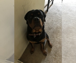 Rottweiler Puppy for sale in MAPLE SHADE, NJ, USA