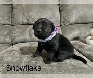 Labrador Retriever Puppy for sale in AUGUSTA, WI, USA