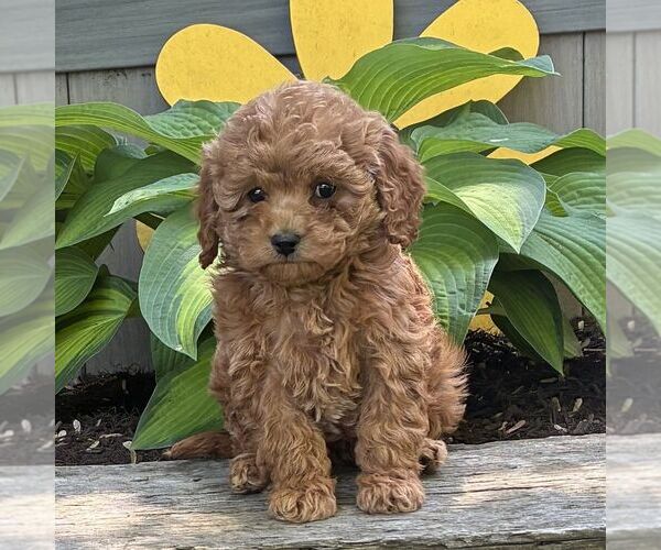 Medium Photo #1 Cavapoo (Miniature) Puppy For Sale in PARADISE, PA, USA