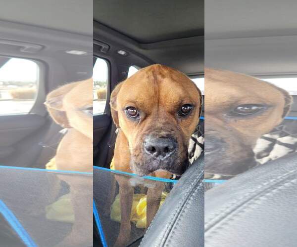 Medium Photo #15 Boxer Puppy For Sale in Burnsville, MN, USA