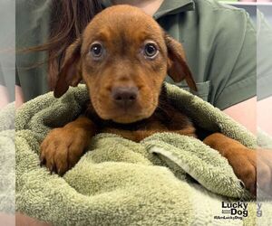 Labrador Retriever-Unknown Mix Dogs for adoption in Washington, DC, USA