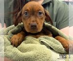 Emory - Female Labrador Retriever-Unknown Mix Dog for Adoption - Small photo
