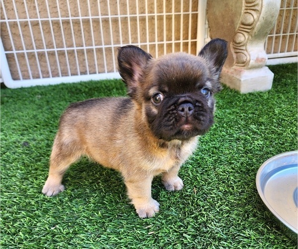 Medium Photo #11 French Bulldog Puppy For Sale in LAS VEGAS, NV, USA
