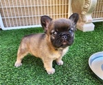 Small #10 French Bulldog