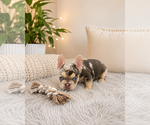 Small #3 French Bulldog