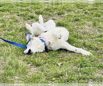 Small #10 Australian Shepherd Mix