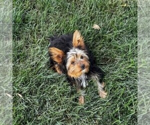 Yorkshire Terrier Puppy for sale in ECONOMY, IN, USA