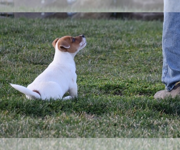 Medium Photo #7 Jack Russell Terrier Puppy For Sale in APPLE GROVE, WV, USA