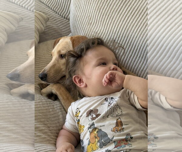Medium Photo #4 Golden Retriever-Unknown Mix Puppy For Sale in Escondido, CA, USA