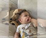 Small Photo #4 Golden Retriever-Unknown Mix Puppy For Sale in Escondido, CA, USA