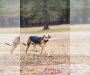 Black Mouth Cur-German Shepherd Dog Mix Dogs for adoption in Farmerville, LA, USA