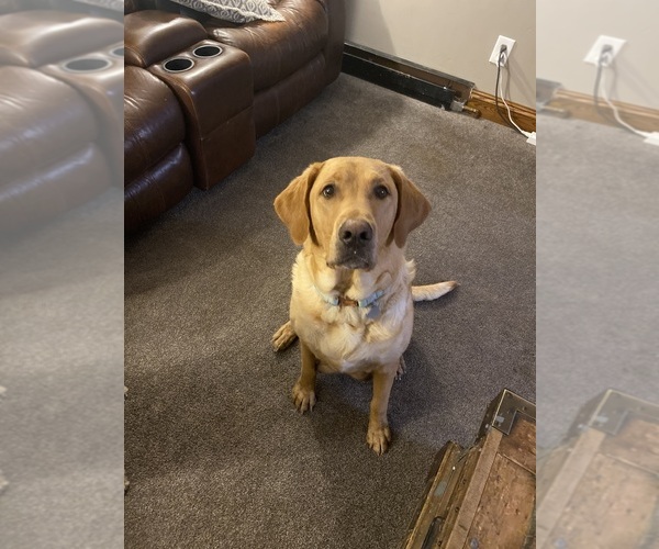 Medium Photo #1 Labrador Retriever Puppy For Sale in COPENHAGEN, NY, USA