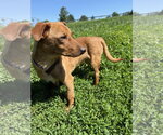 Small #1 Dachshund Mix