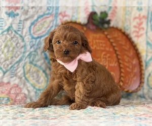 Cavapoo Puppy for sale in LANCASTER, PA, USA