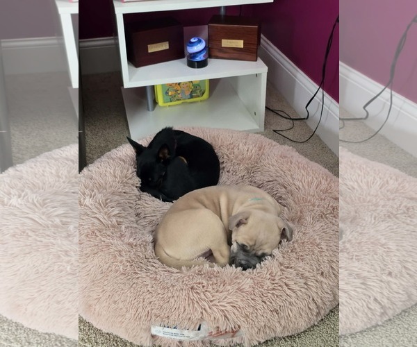 Medium Photo #3 American Pit Bull Terrier-American Staffordshire Terrier Mix Puppy For Sale in Germantown, OH, USA