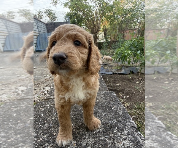 Medium Photo #5 Goldendoodle (Miniature) Puppy For Sale in CARNEGIE, PA, USA