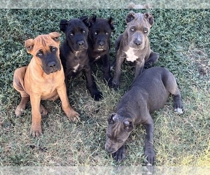 Cane Corso Puppy for sale in SAN ANTONIO, TX, USA