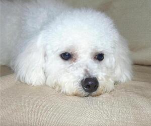 Father of the Bichon Frise puppies born on 04/09/2021