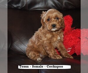 Cocker Spaniel-Poodle (Miniature) Mix Dog for Adoption in CLARKRANGE, Tennessee USA