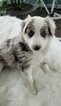 Small Photo #10 Border Collie Puppy For Sale in ROCK ISLAND, IL, USA