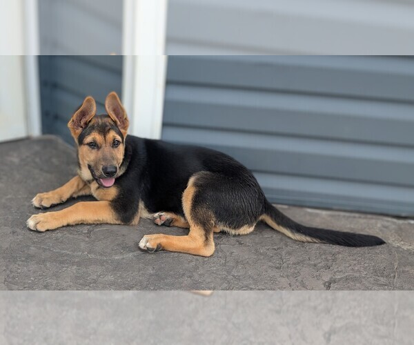 Medium Photo #1 German Shepherd Dog Puppy For Sale in WOODBURN, KY, USA