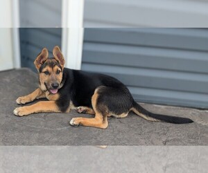 German Shepherd Dog Puppy for sale in WOODBURN, KY, USA