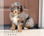 Small Bernedoodle