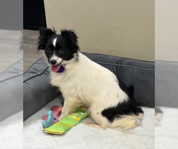 Medium Photo #1 Chion Puppy For Sale in Emmett, ID, USA