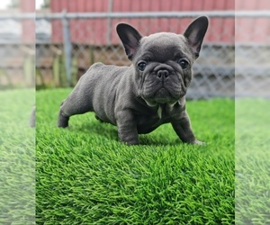 French Bulldog Puppy for sale in MIAMI, FL, USA