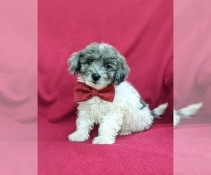 Lhasa-Poo Puppy for sale in LINCOLN UNIVERSITY, PA, USA
