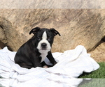 Small #3 Boston Terrier-Faux Frenchbo Bulldog Mix