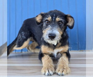 Mutt Dogs for adoption in Lakewood, CO, USA