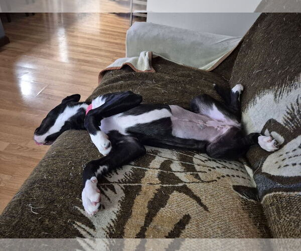 Medium Photo #6 Mutt Puppy For Sale in Germantown, OH, USA