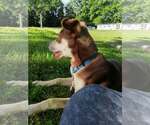Small #4 Australian Kelpie-Siberian Husky Mix