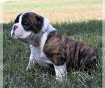 Small Photo #4 English Bulldog Puppy For Sale in HEFLIN, LA, USA
