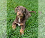 Small Dachshund Mix