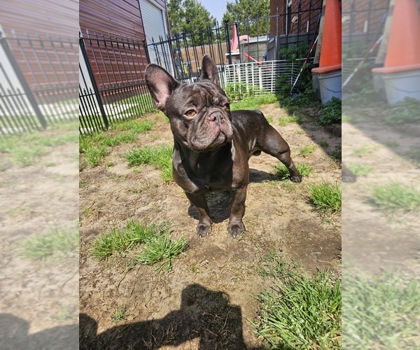 Medium Photo #1 French Bulldog Puppy For Sale in GULF BREEZE, FL, USA