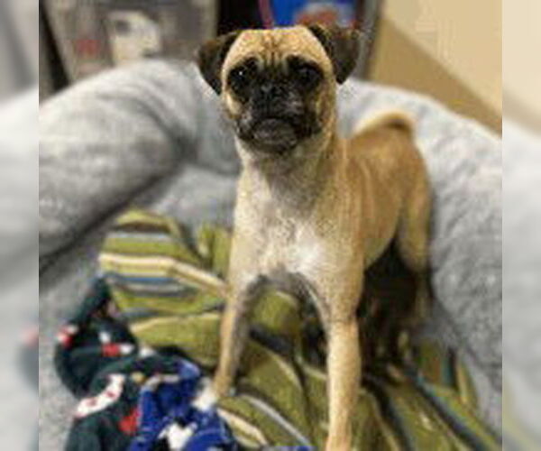 Medium Photo #5 Pug-Unknown Mix Puppy For Sale in San Diego, CA, USA