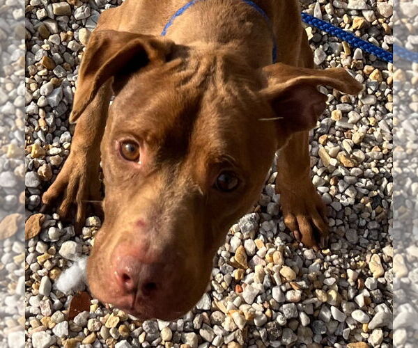 Medium Photo #3 Mutt Puppy For Sale in Tarboro, NC, USA