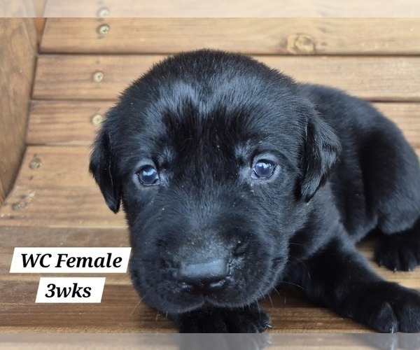 Medium Photo #78 Labrador Retriever Puppy For Sale in EDGEWOOD, TX, USA