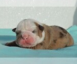 Small Photo #13 Bulldog Puppy For Sale in STEPHENVILLE, TX, USA