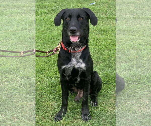 Medium Photo #20 Great Dane-Labrador Retriever Mix Puppy For Sale in San Diego, CA, USA