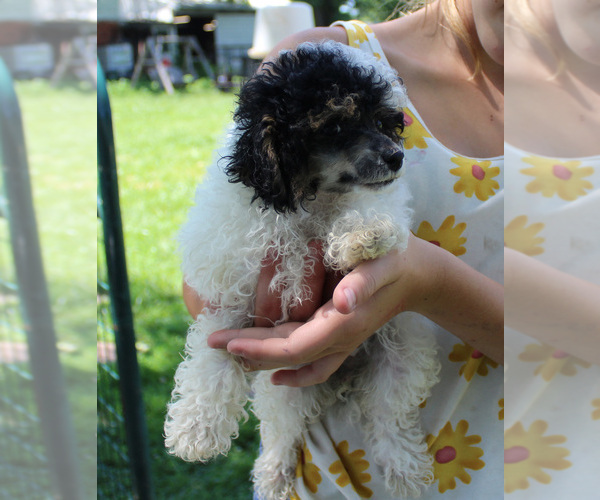 Medium Photo #14 Poodle (Toy) Puppy For Sale in CHANUTE, KS, USA