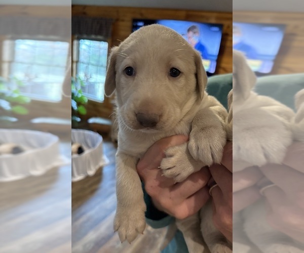 Medium Photo #33 Labrador Retriever Puppy For Sale in LEASBURG, MO, USA