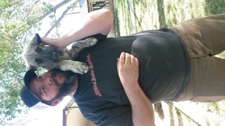 Irish Wolfhound Puppy for sale in VERNAL, UT, USA