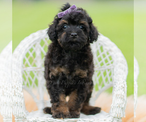 Medium Poodle (Miniature)