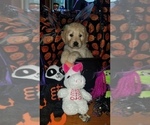 Small Photo #4 Goldendoodle Puppy For Sale in EAST POINT, GA, USA