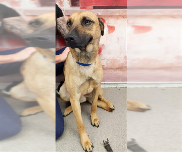 Medium Photo #2 German Shepherd Dog Puppy For Sale in San Bernardino, CA, USA