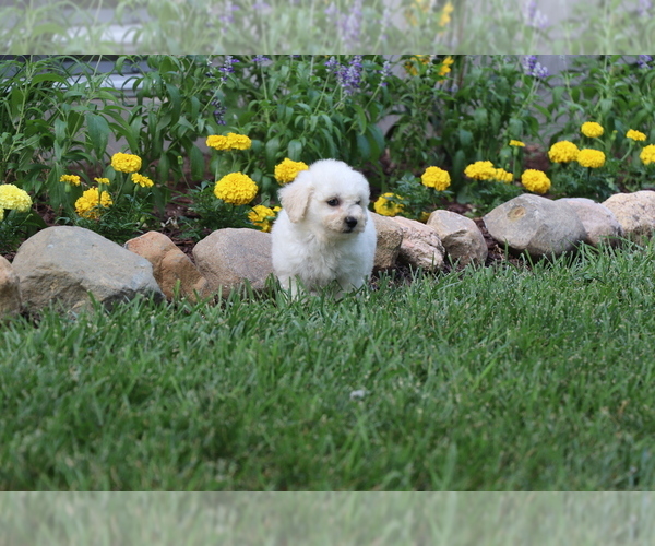 Medium Photo #30 Bichon Frise Puppy For Sale in HUMBOLDT, IL, USA